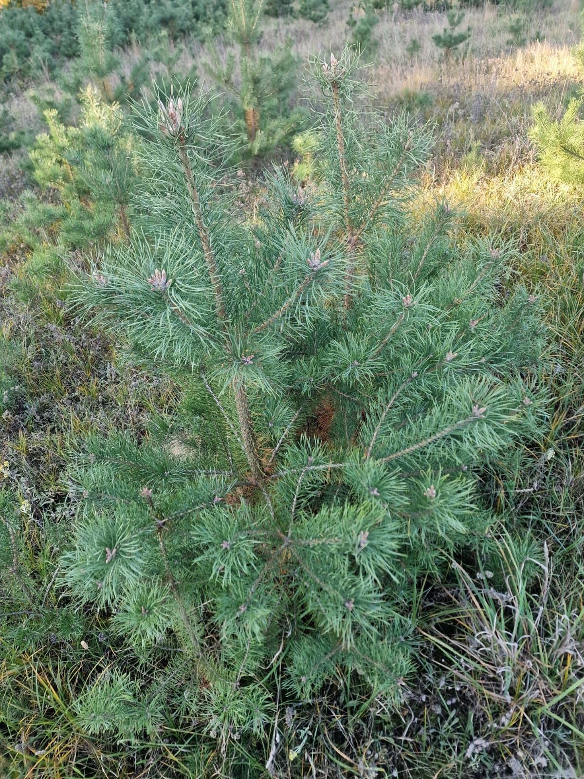 Sosna drzewka oddam