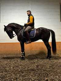 Cavalo cruzado, 8 anos, capado,