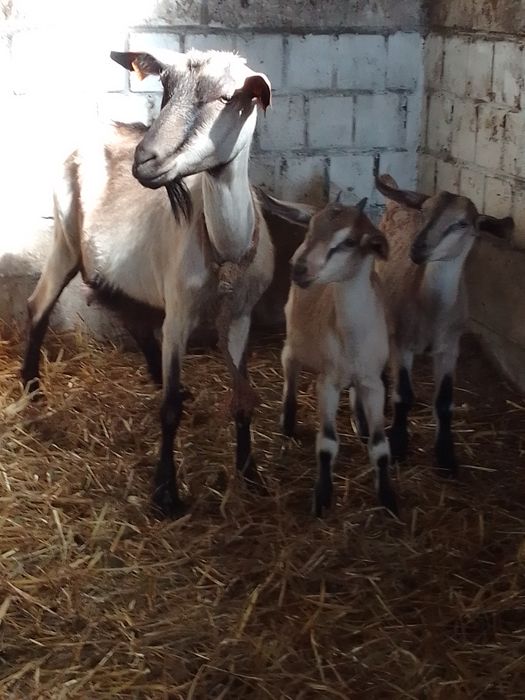 Koza alpejska z młodymi