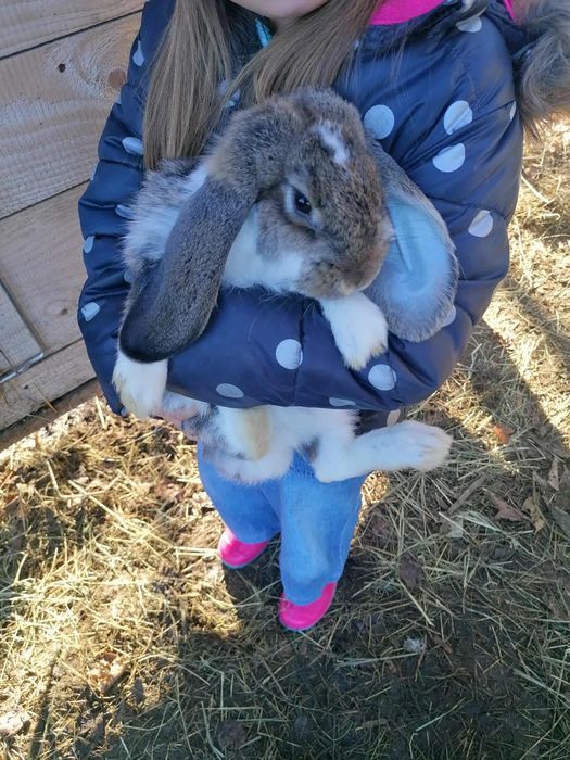 Baran francuski tanio