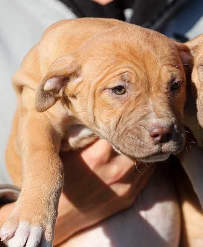 American Pitbull Terrier import Balkany - USA