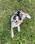 Border Collie suczka blue merle tricolor