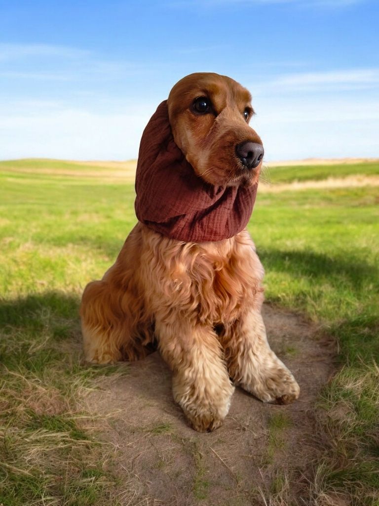 Nowy muślinowy snood dla psa z długimi uszami Cocker spaniel cavalier