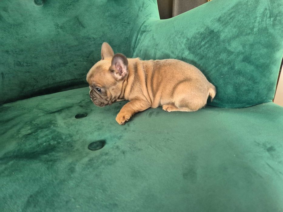 Buldog francuski sable piesek