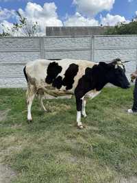 Продам корову тільна 2 телям