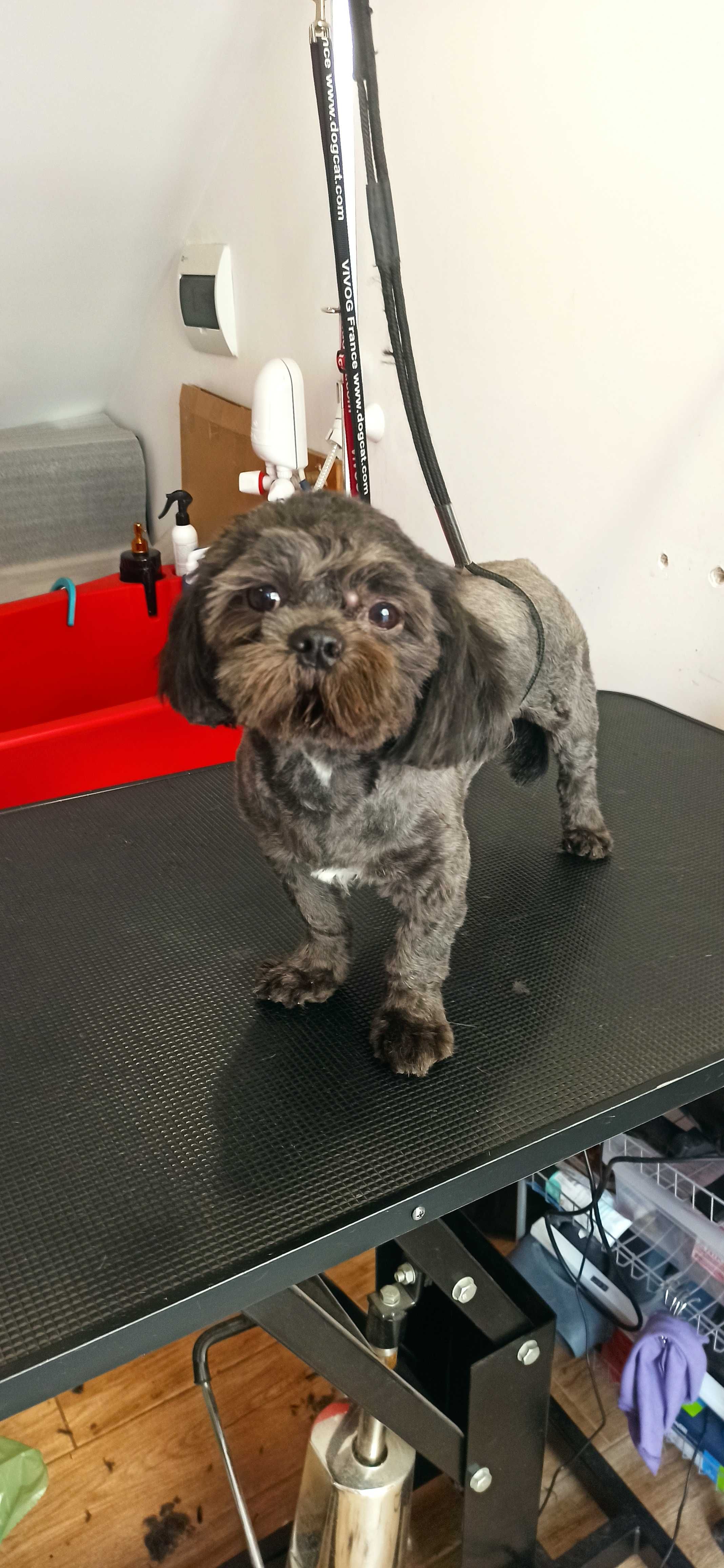 Groomer / Fryzjer dla psów