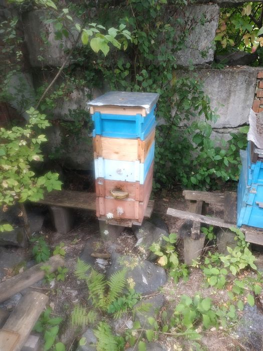 Продам пасіку бджолосімї з вуликами(рогаті)