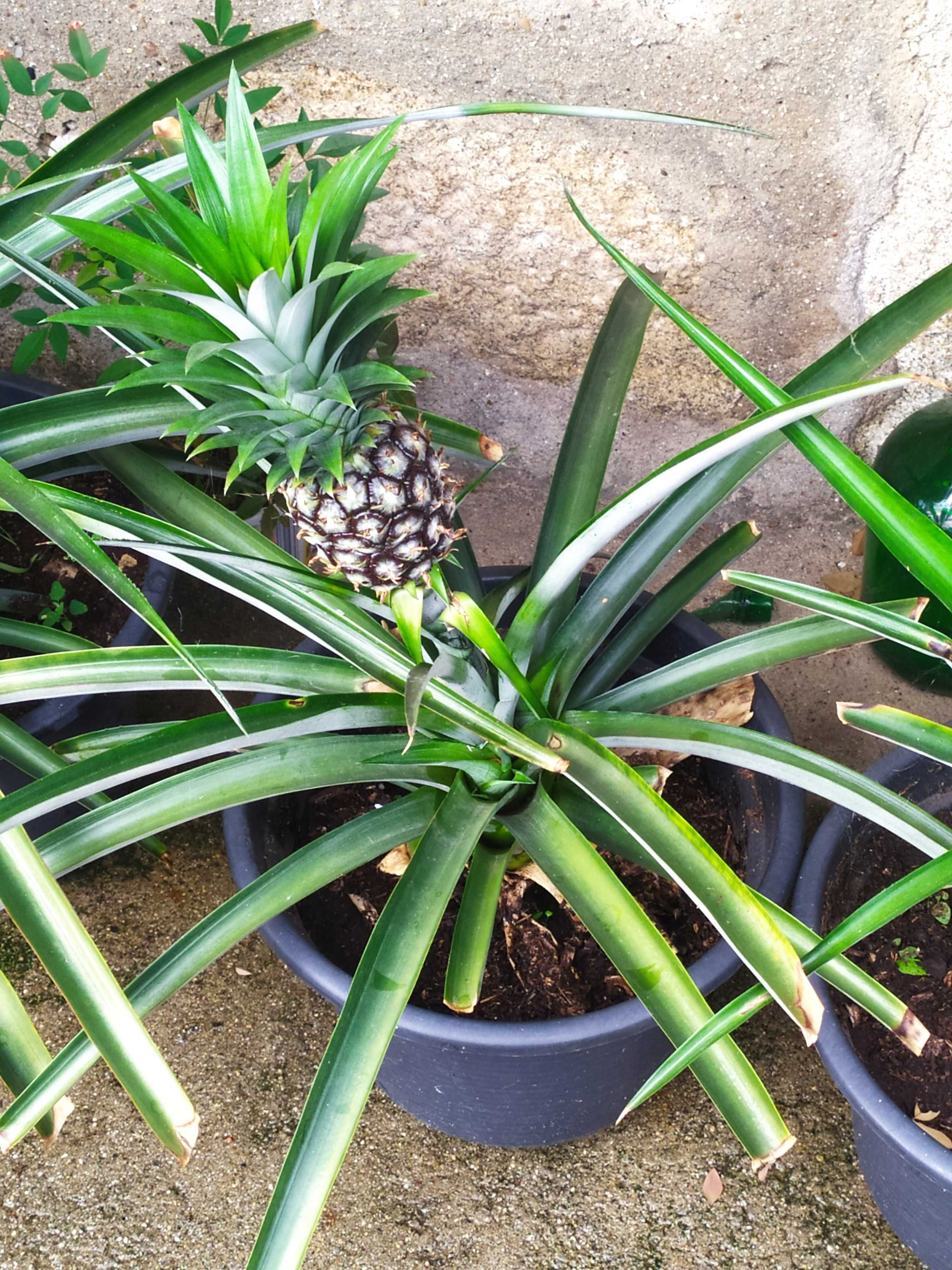 Vendo planta de abacaxi com fruto.