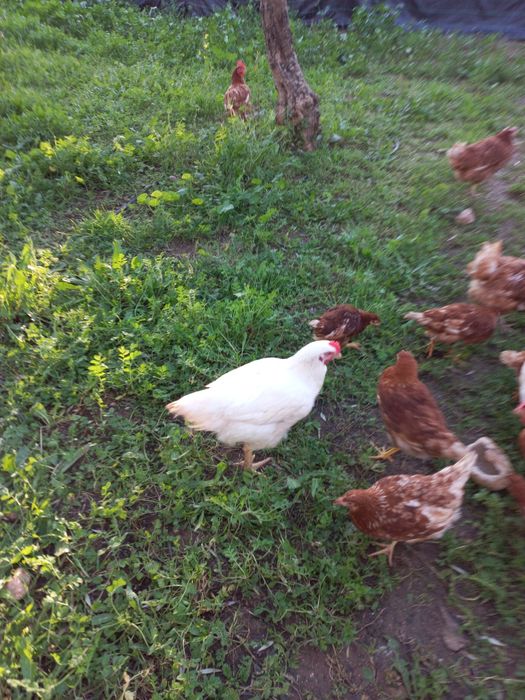 galinhas poedeiras    puras