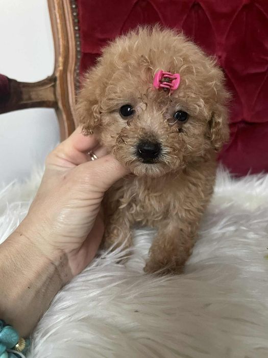 Wyjątkowa suczka Tori  pudel toy aprikot krótka kufa