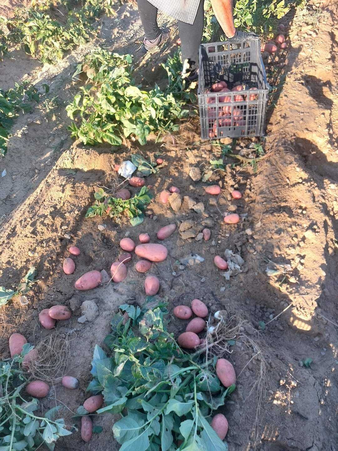 VENDE-SE batatas das BOAS