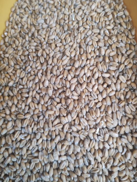 Sprzedam jęczmień ozimy i pszenicę ozimą