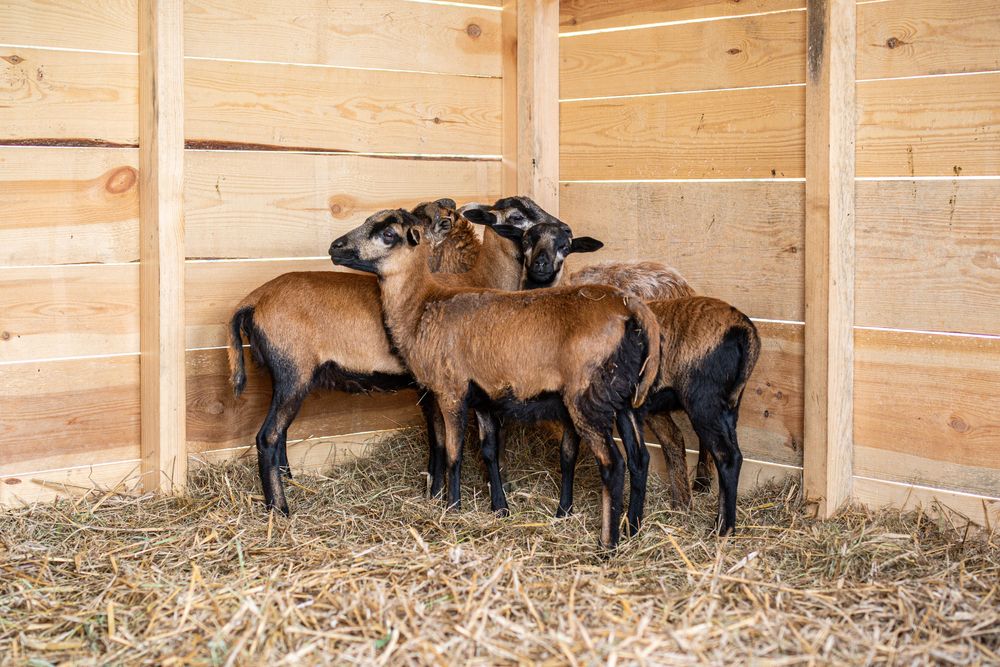 Nowoczesny domek z balią do wynajęcia na Jurze Krak- Częst