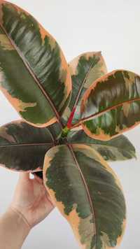 Figowiec sprężysty Ficus Belize 30 cm