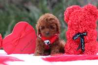 Maltipoo gotowy do odbioru