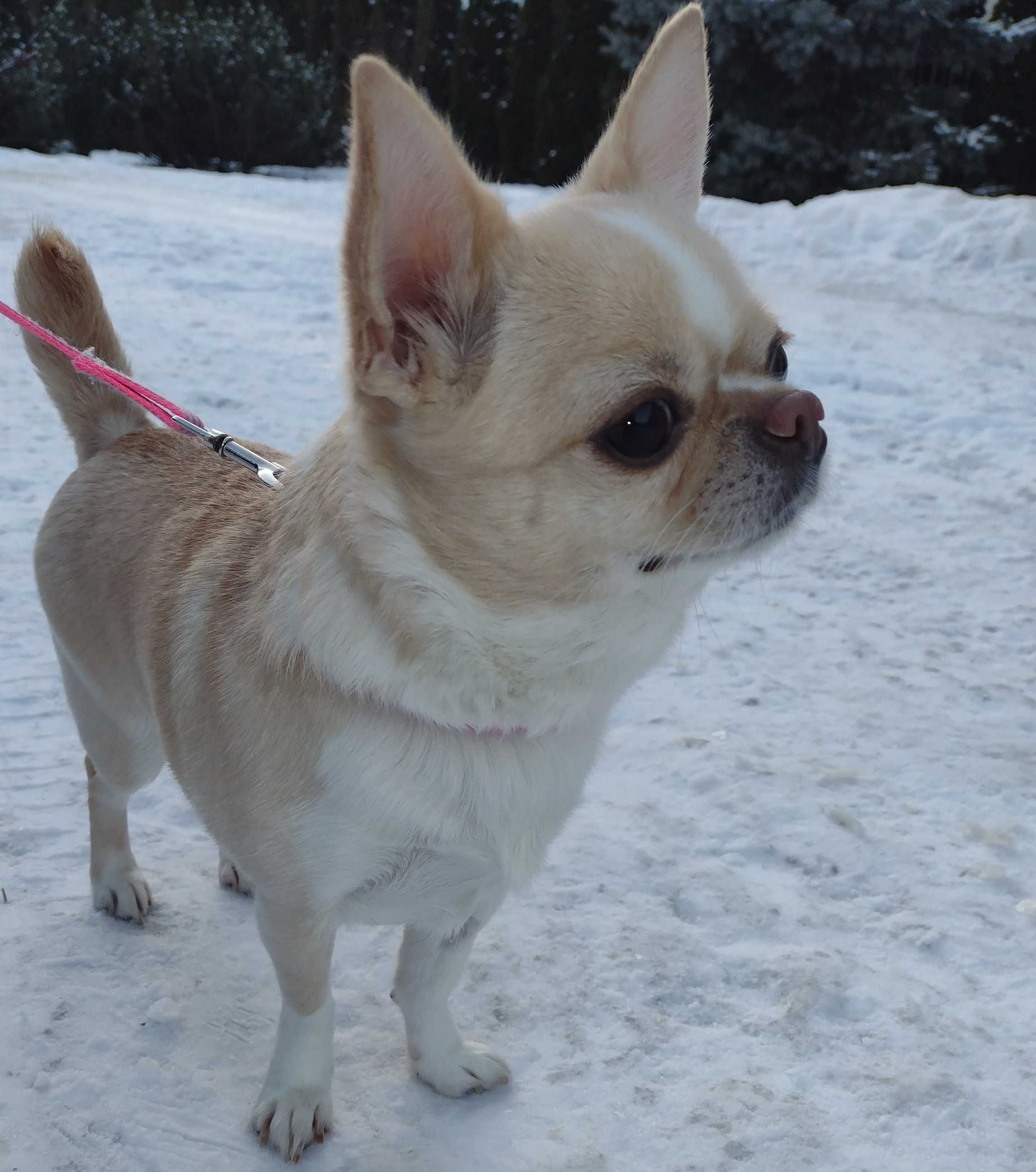 Chihuahua fci szczeniak