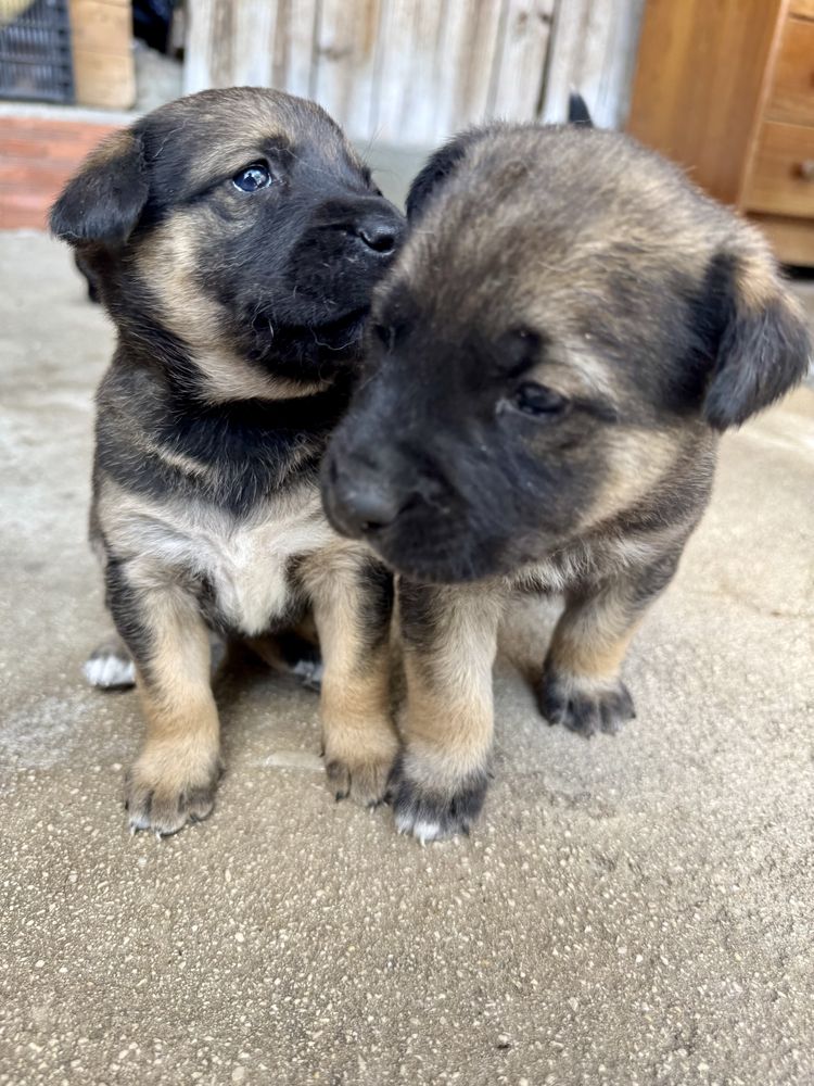 CÃES PARA ADOÇÃO - Troque sua solidão por alegria :))