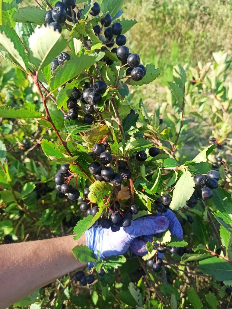 Aronia.  Wysyłka owoców