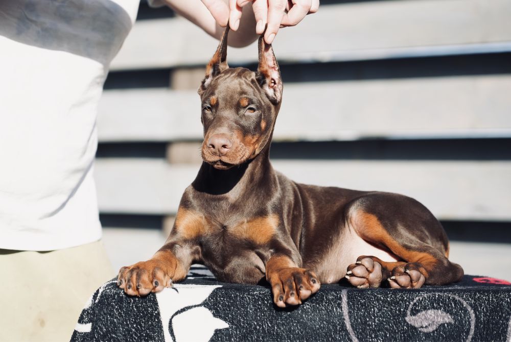 Doberman szczeniak chłopiec