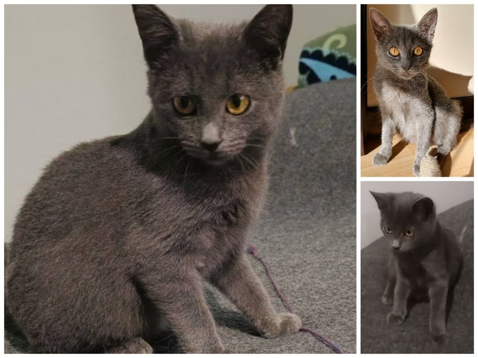 Кошеня шукає родину