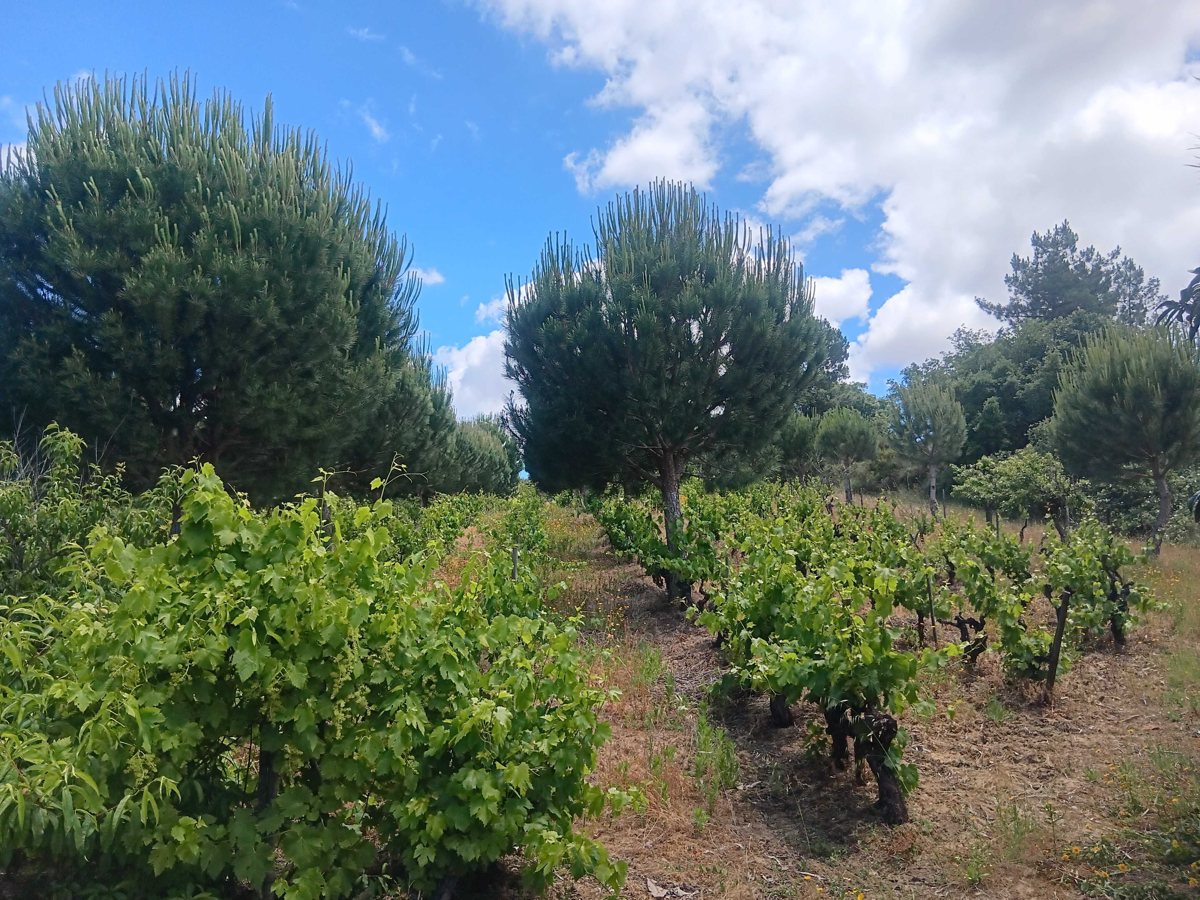 Terreno agrícola com pinhal manso, vinha e árvores de fruto