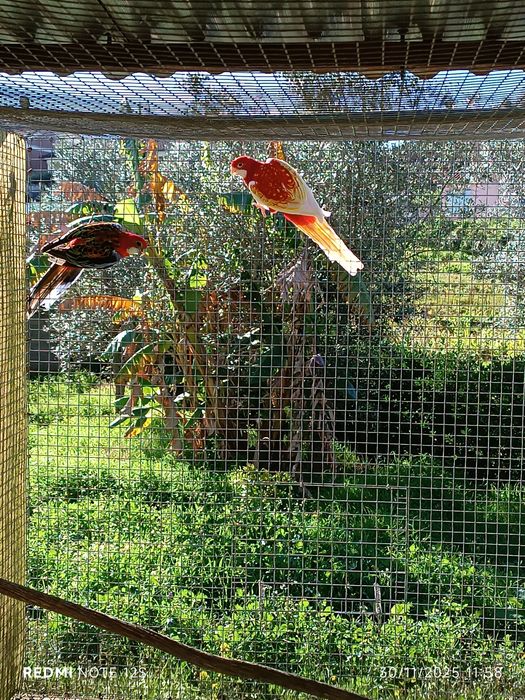 Várias aves para cedência