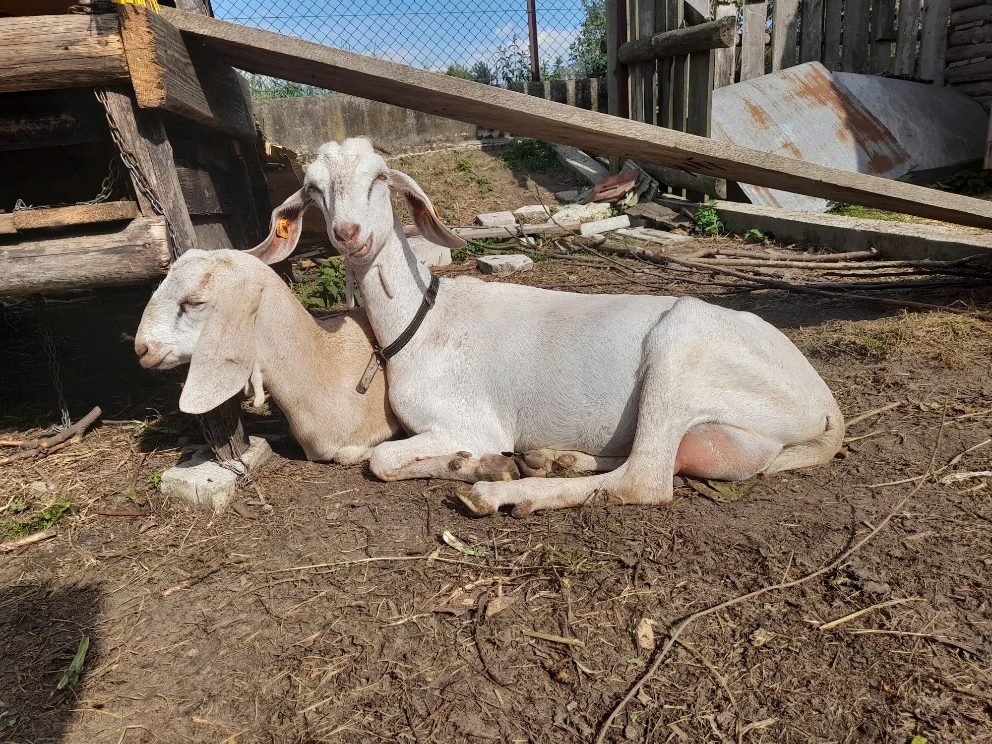 Kozy z mlekiem i mlode sprzedam