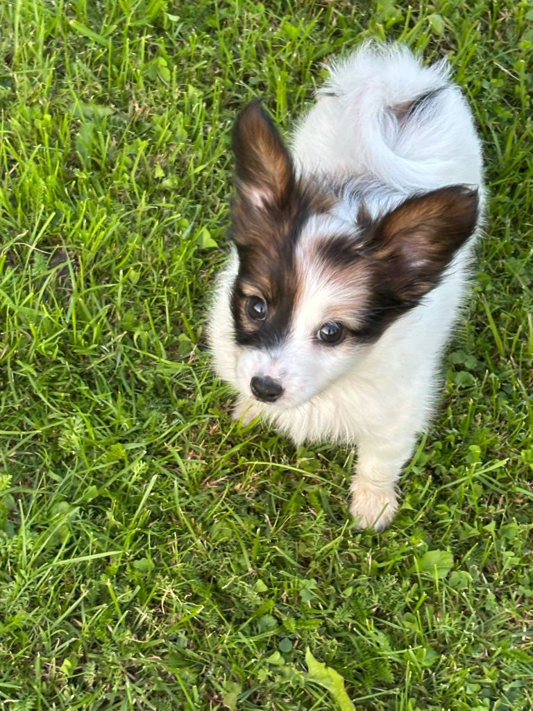 Papillon (spaniel kontynentalny) - piesek