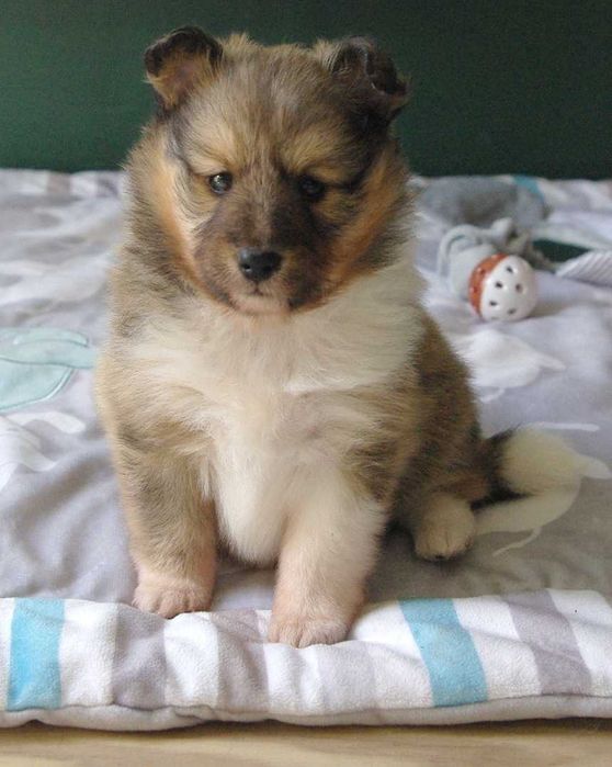 Owczarek szetlandzki - śniady piesek do rezerwacji ZKwP FCI