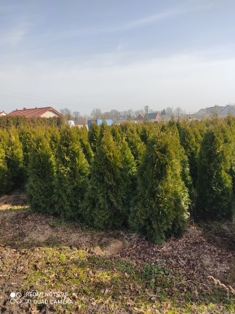 Tuja, tuje thuja Szmaragd 80-180 cm Producent Wrocław!