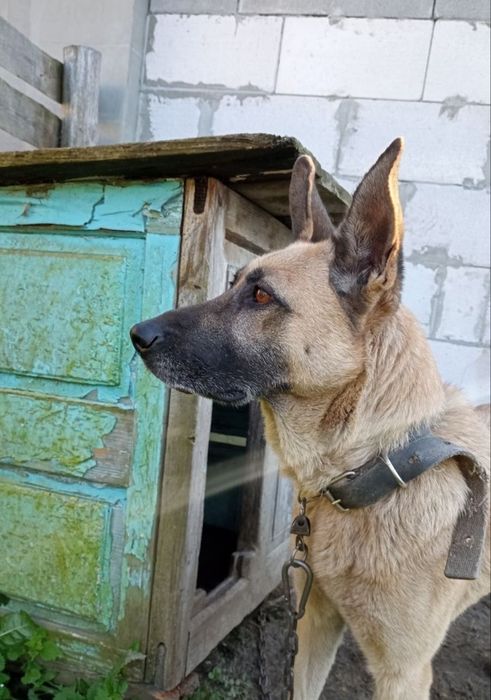 Відам європейську вівчарку