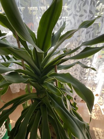 Roslina doniczkowa-dracena