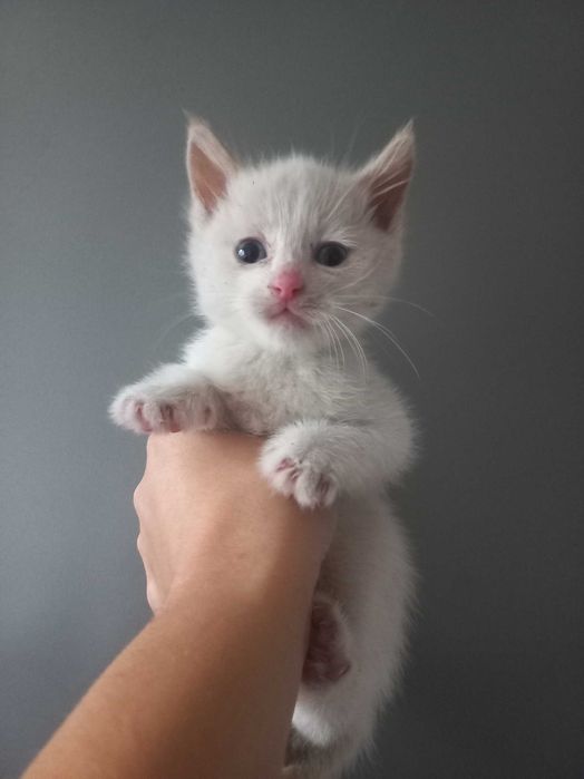 Кошенята 1 місяць 1 тиждень