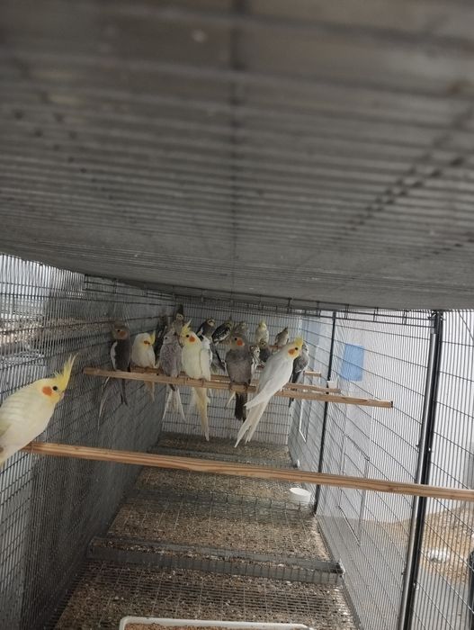 Caturras machos e fêmeas