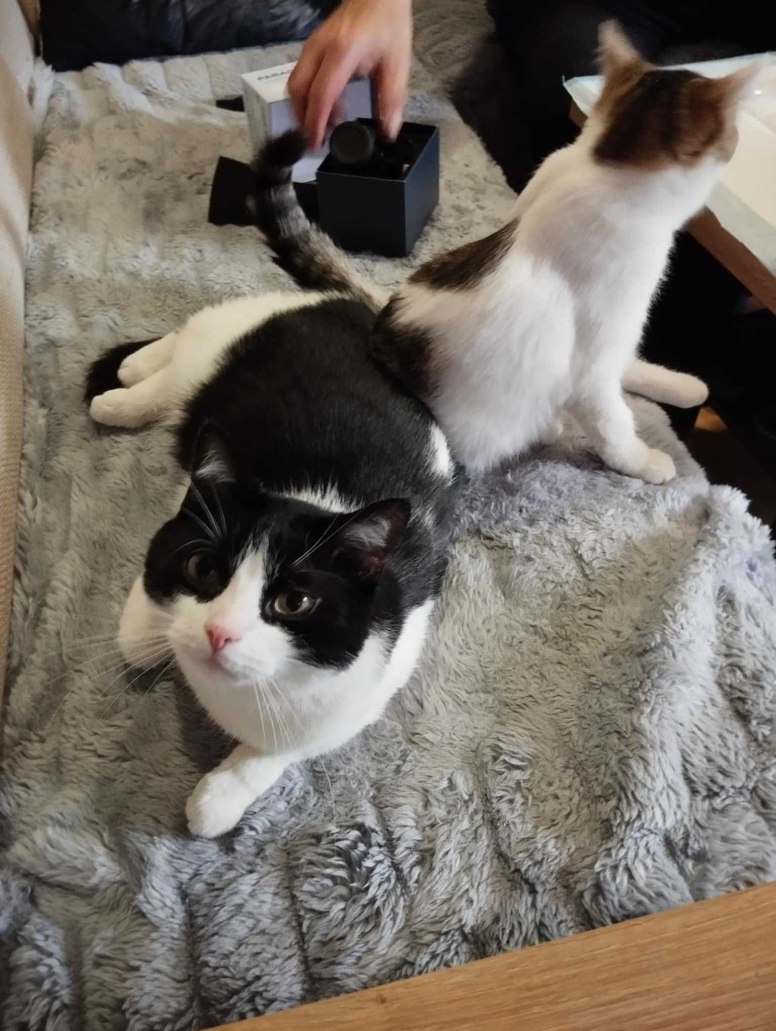 Gizmuś  śliczny kot do adopcji