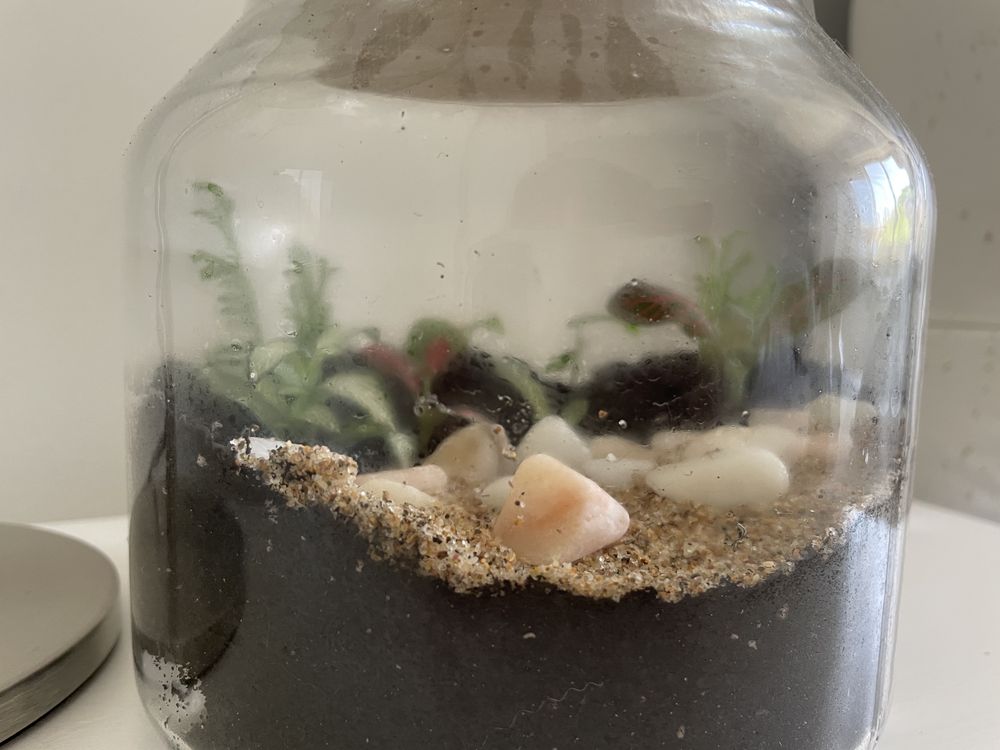 Terrário com plantas (tamanho médio)