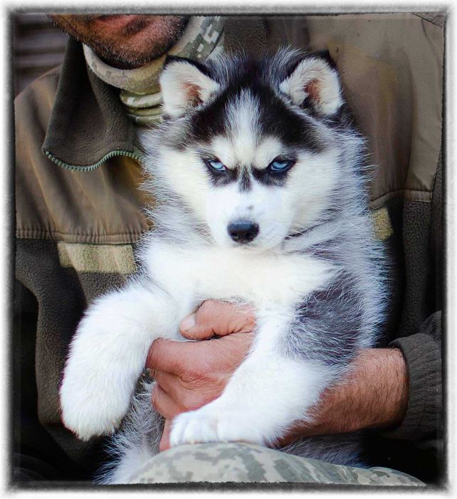 Хаскі з родоводом КСУ.актуальні фото.