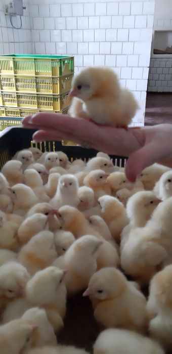 Яйцо Бройлера кобб500 молодка