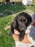 Labrador retriever Czarna suczka