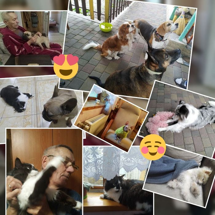 Перетримка собачок та котиків