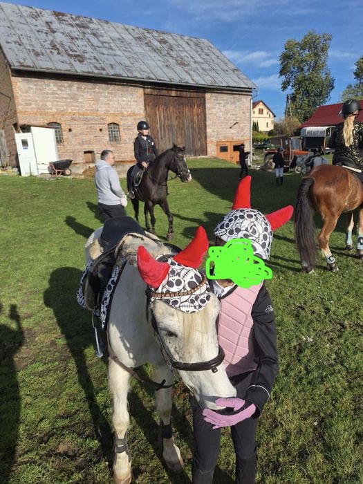 Cudowny kucyk  do poczatkujacych
