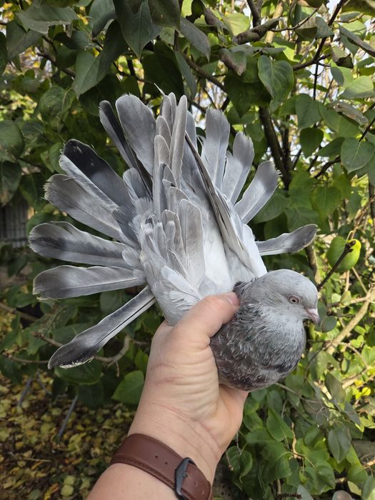 Mikołajewskie samce I samice