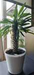 Pachypodium-2sztuki