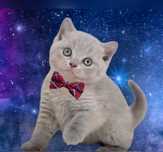 British Shorthair lilás macho com Lop