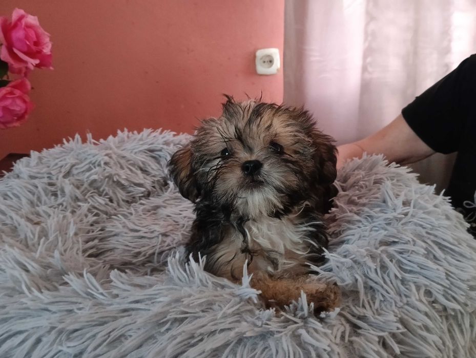 Piękny piesek Shorkie, hybryda Shih Tzu Jork