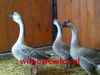 Gęsi na wagę kubańska, landes, kołudzka