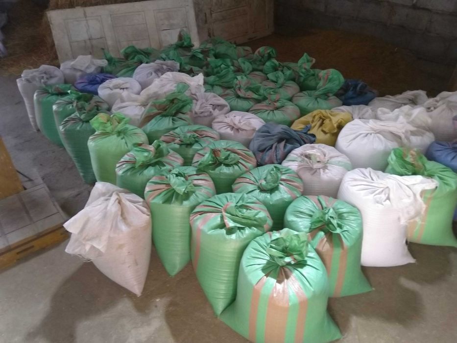 Żyto ozime z tegorocznego zbioru 2025, suche, grube, zworkowane