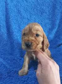 Cocker Spaniel Angielski Piesek