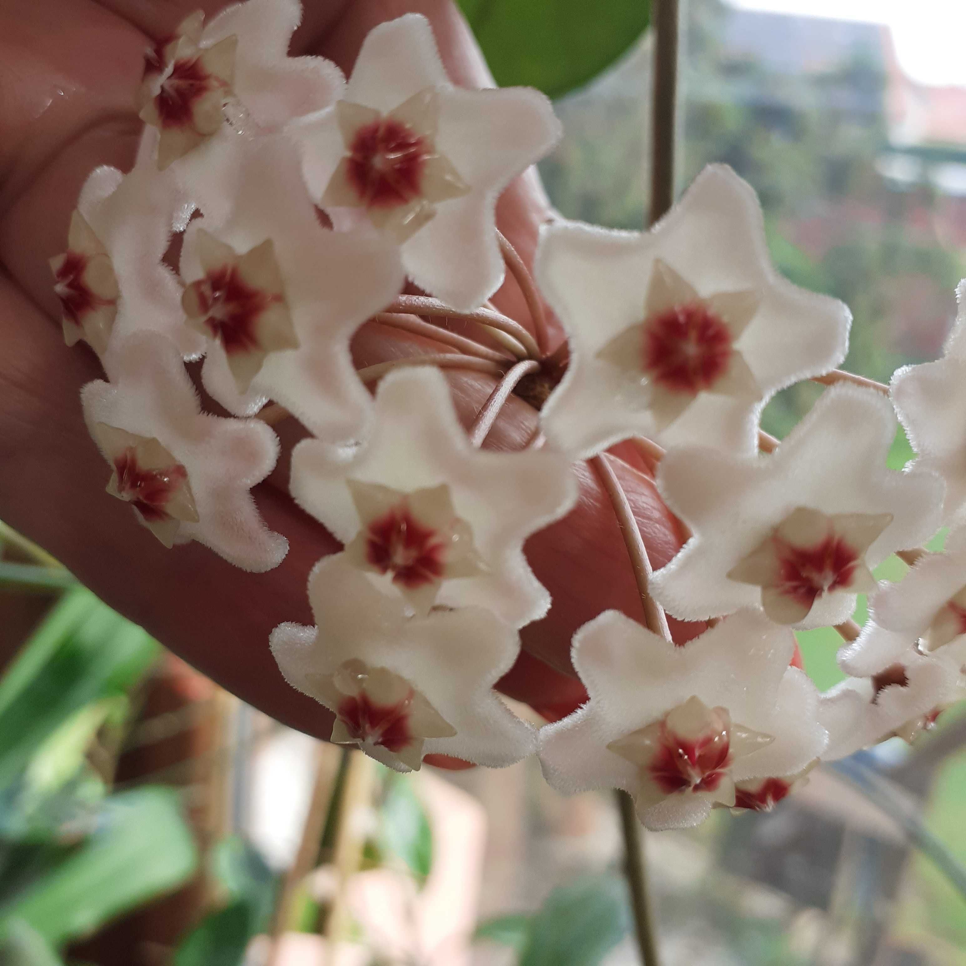 Hoya carnosa 002 seeds