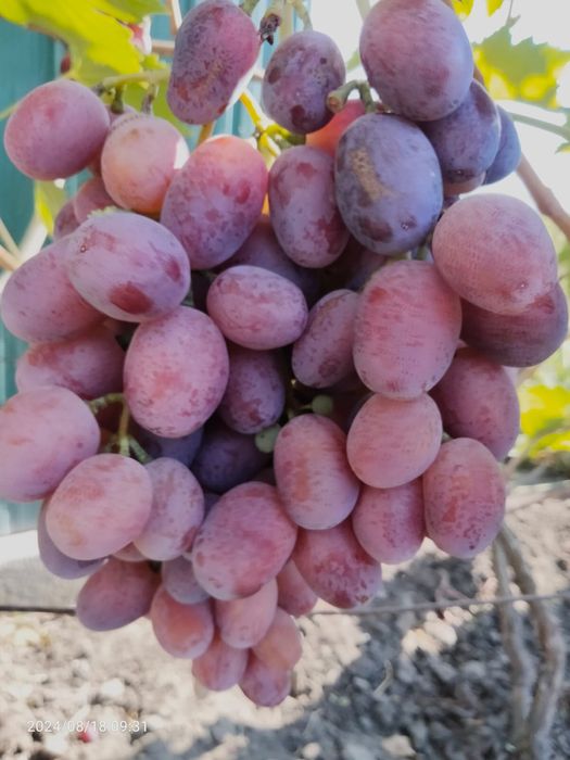 Купити Сортовий десертний виноград, від 10 кг